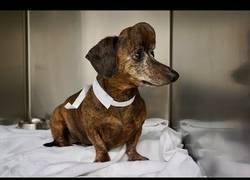 Enlace a Imprimen en 3D un nuevo cráneo para un perro salchicha con cáncer