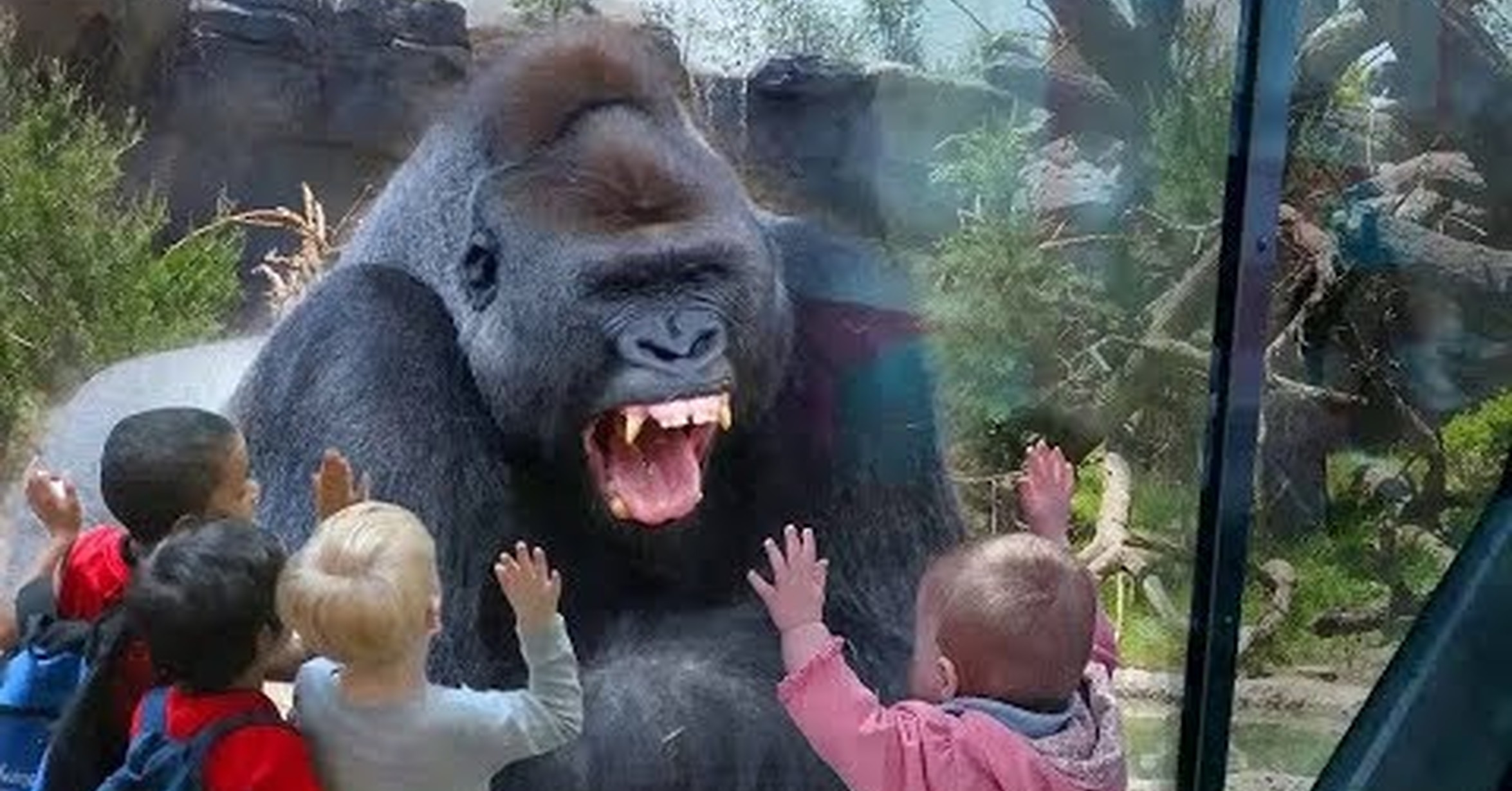 Тетя горилла если хотите стать сильными детки. Звери из зоопарка. Дети в зоопарке. Горилла в зоопарке. Люди в зоопарке.