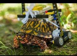 Enlace a Un zoológico de Estados Unidos construye una silla de ruedas para una tortuga herida