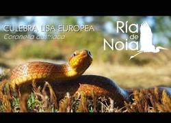 Enlace a Una rareza de la naturaleza, y la tenemos en España