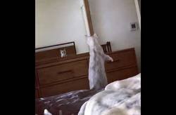 Enlace a Una gata bien curiosa descubre que tiene orejas