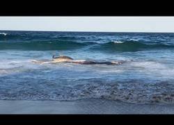 Enlace a Un tiburón tigre llega casi hasta la orilla para comer