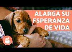 Enlace a Como alargar la vida de tu perro
