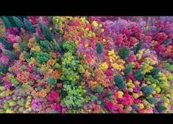 Enlace a La magia de los bosques de Utah cuando llega el otoño