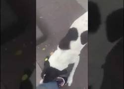 Enlace a Encuentra en las calles de Tbilisi (Georgia) a su perro tras tres años perdido