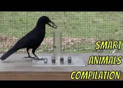 Enlace a Animales inteligentes