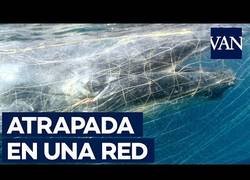Enlace a Ballena atrapada en runa red contra tiburones