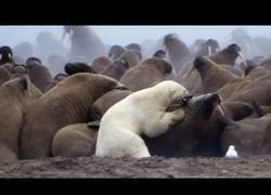 Enlace a La fuerza del oso blanco