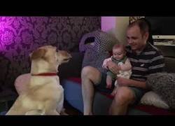 Enlace a Este bebé se lo pasa en grande al ver los 'grandes' trucos que hace su mascota