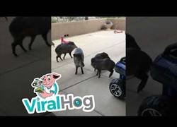 Enlace a Visita inesperada en casa