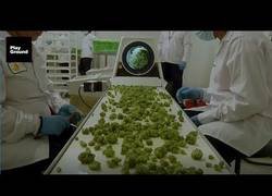 Enlace a Marihuana para todos