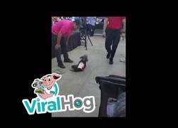 Enlace a Este perrito no puede ser más adorable al ser disfrazado como un elefante