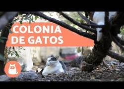 Enlace a Colonias de gato