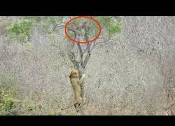 Enlace a Leon roba la presa a un leopardo