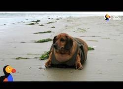 Enlace a Este perro cree que es una foca [Inglés]