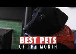 Enlace a Los animales más monos de octubre