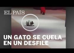 Enlace a Un gato callejero en la pasarela