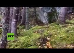 Enlace a Captan un bosque 'respirando' en Canadá