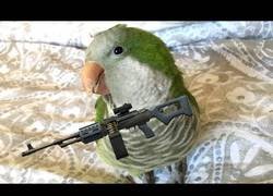 Enlace a El pájaro más peligroso del mundo