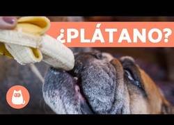 Enlace a Fruta y verdura para perros