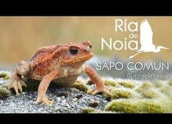 Enlace a Nuestro sapo, una belleza.