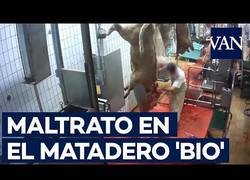 Enlace a Se difunden las imágenes de un matadero 