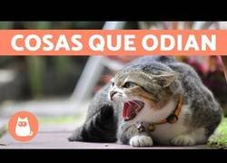 Enlace a Cosas que los gatos odian y debes evitar