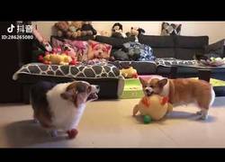 Enlace a Así discuten los animales