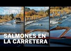 Enlace a Salmones cruzando la carretera