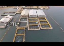 Enlace a Dron descubre una carcel de ballenas