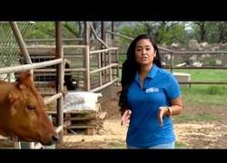 Enlace a Una vaca le lame un pecho a esta reportera