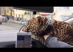 Enlace a Meter a un leopardo en un taxi es lo más normal del mundo