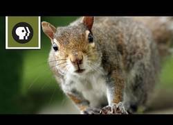 Enlace a Ardilla supera las pruebas de obstáculos [Inglés]