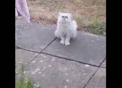 Enlace a Gato mira a su dueño con ojos de loco