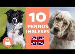 Enlace a Razas de perros inglesas: el top 10 
