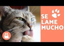 Enlace a ¿Por qué tu gato se lame mucho? Las razones de este comportamiento