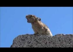 Enlace a La próxima estrella mundial: si Freddie estuviera vivo, estaría bien orgulloso