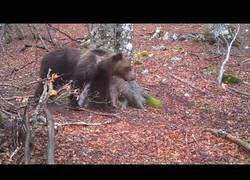 Enlace a Esto vería un árbol durante un año, si tuviera ojos