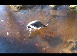 Enlace a Los gatos no llevan muy bien la combinación de hielo y peces 