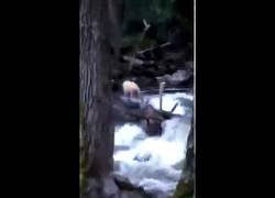 Enlace a Este hombre se lleva el mayor susto de su vida al encontrarse con un oso