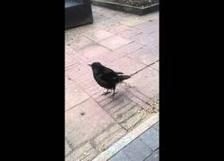 Enlace a El pájaro que imita mejor a las gallinas que nadie