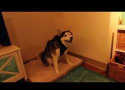 Enlace a El perro con los estornudos más monos