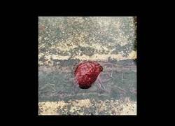 Enlace a Extraña criatura es devorada por gusanos