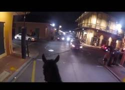 Enlace a Oficial montado en Nueva Orleans persigue a un sospechoso a caballo
