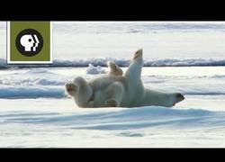 Enlace a Oso Polar secándose en la nieve