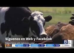 Enlace a Una vaca enorme se libra de ir al matadero por su tamaño