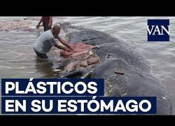 Enlace a Hallan a una ballena muerta llena de plástico