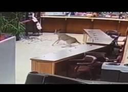 Enlace a Ciervo se cuela en el juzgado a través de una ventana