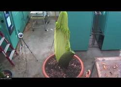 Enlace a Time-lapse del crecimiento de la flor más grande del mundo