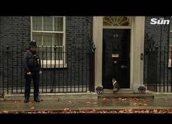 Enlace a Policia deja entrar a un gato a casa del primer ministro inglés